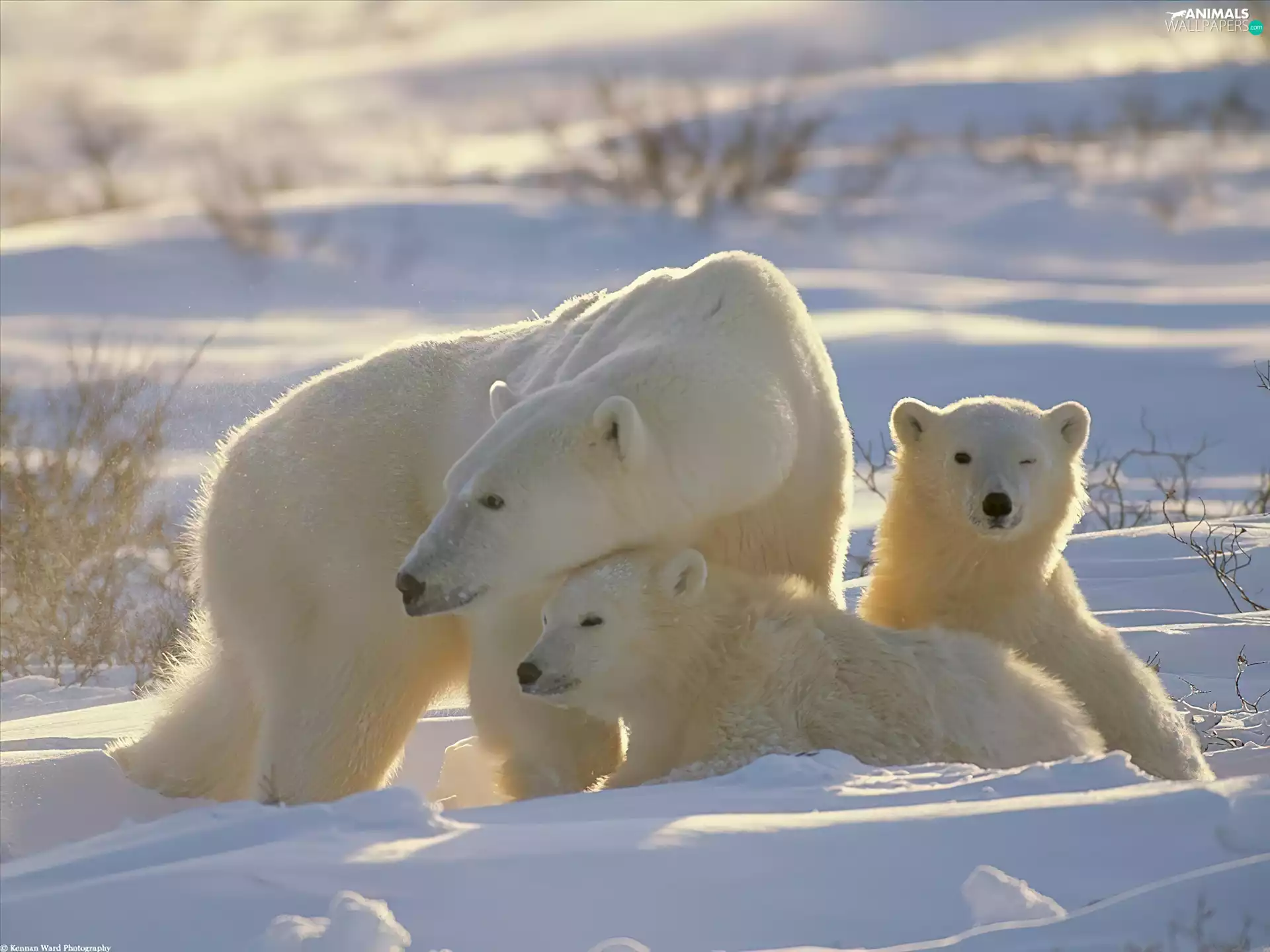 bear, Two cars, young, mother