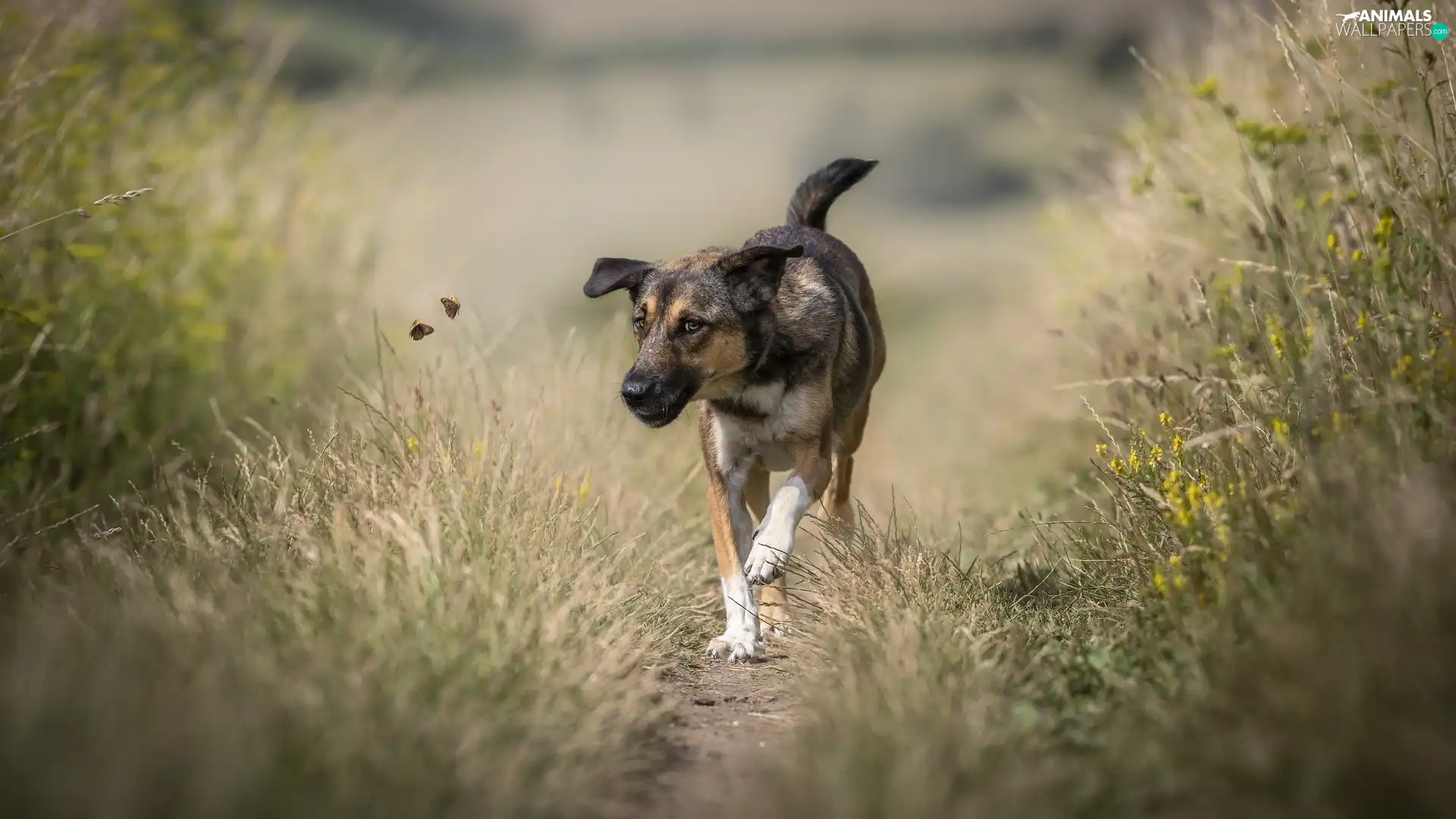 dog, Two cars, butterflies, Path