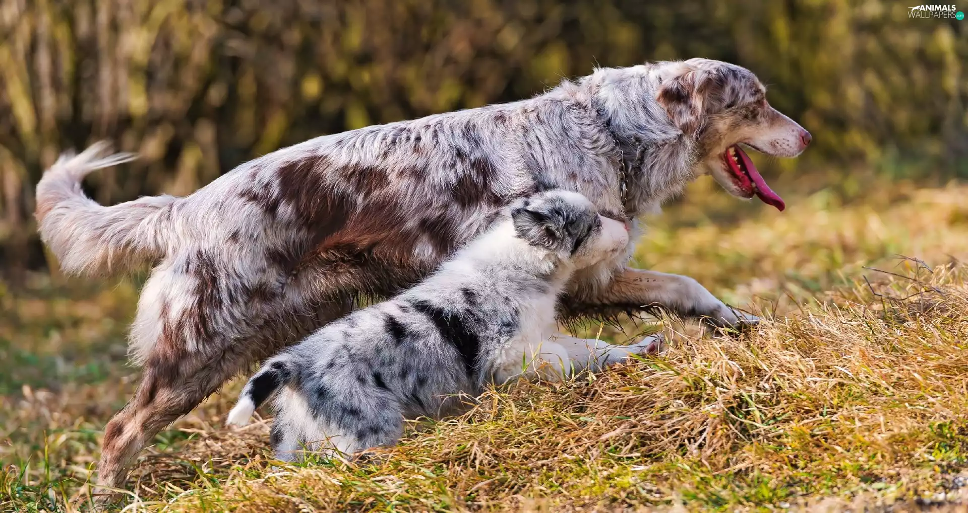 grass, Two cars, Australian Shepherds