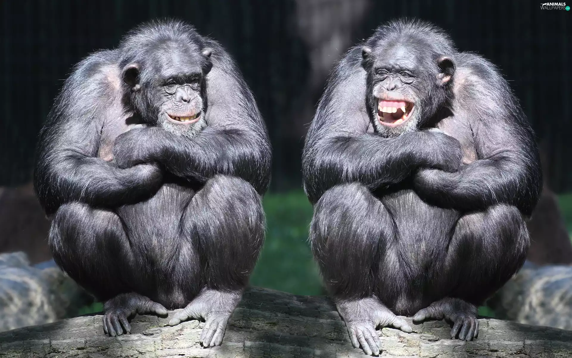 Two cars, chimpanzee