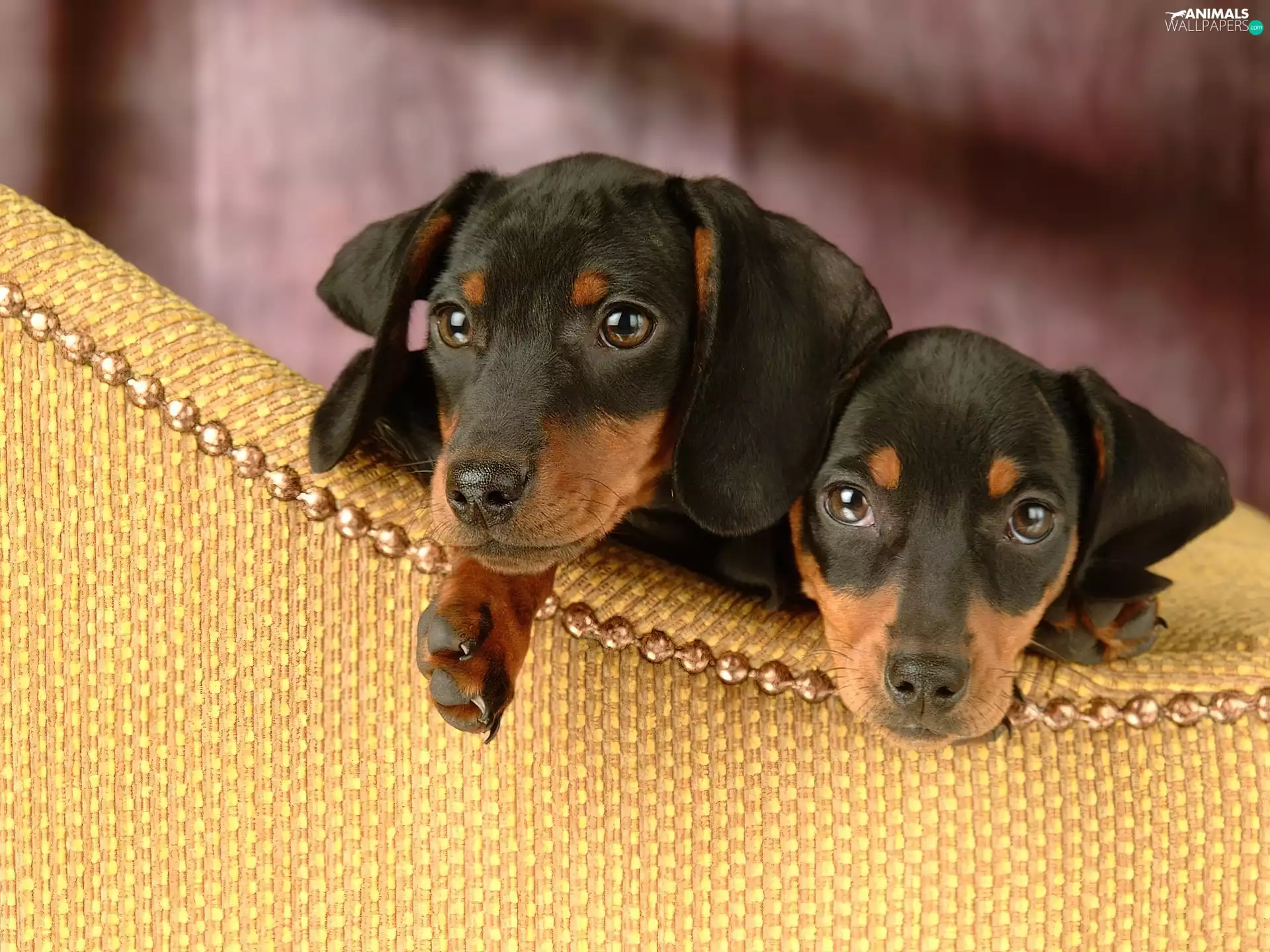 Two cars, dachshunds