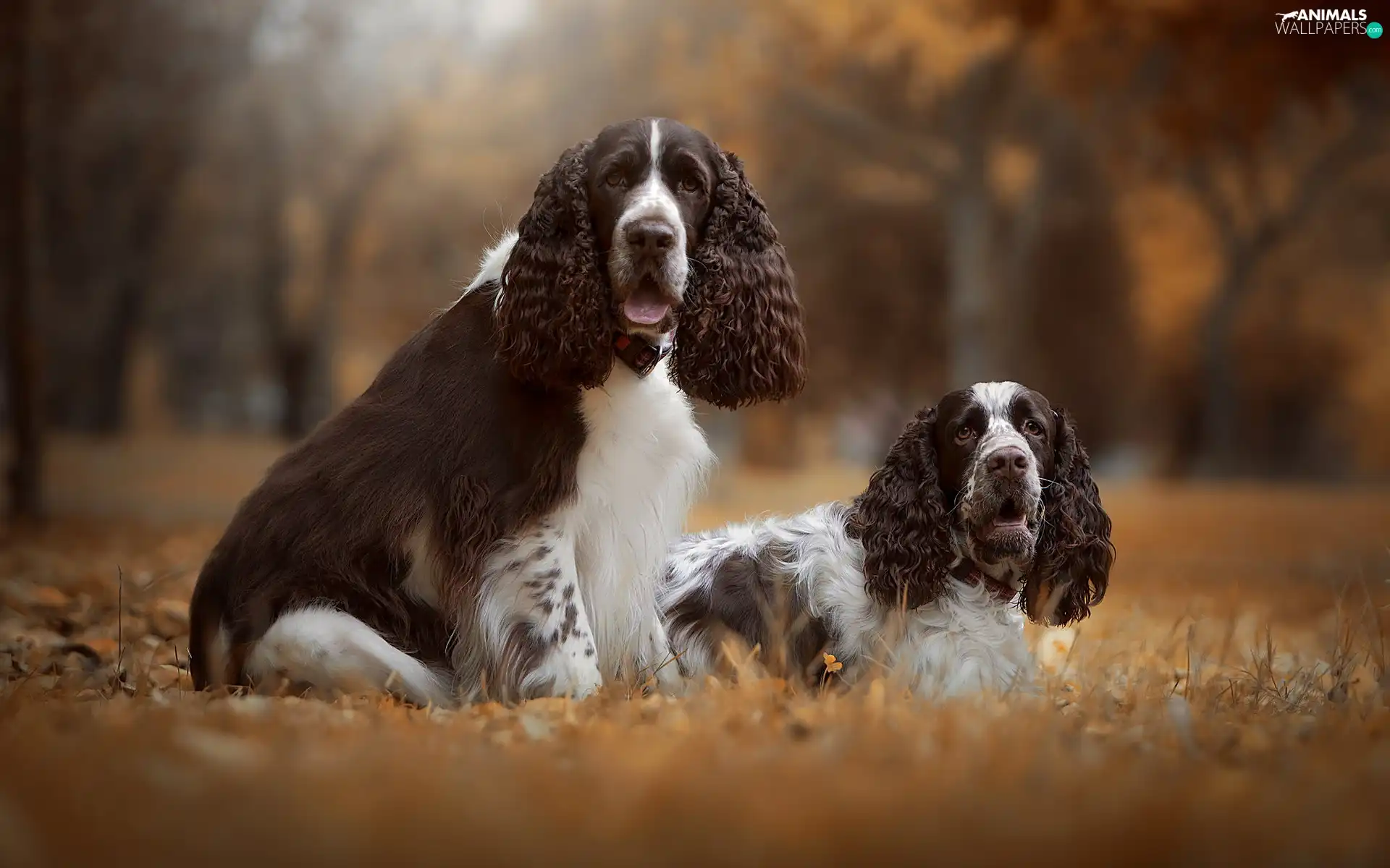 English Springer Spaniels, Two cars, Dogs