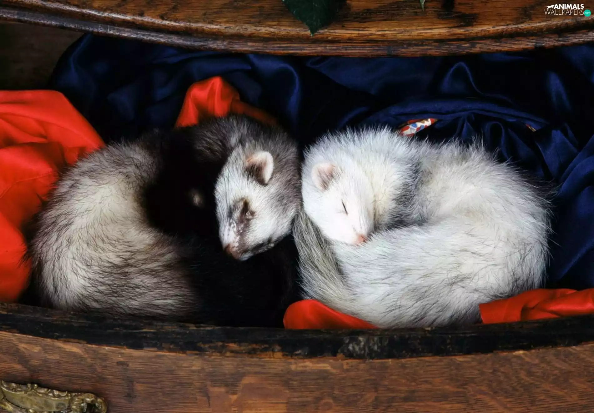 Two, ferrets