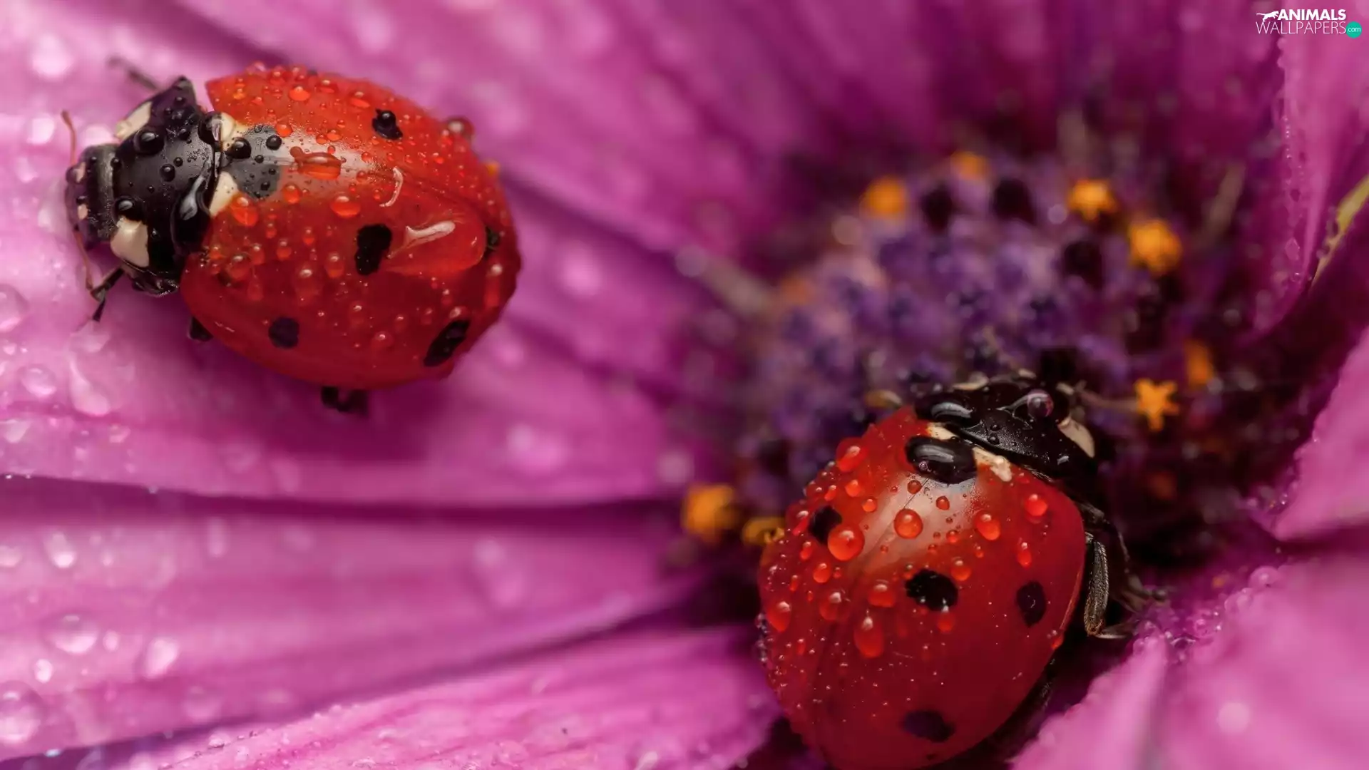 Flower, ladybugs, drops, Two