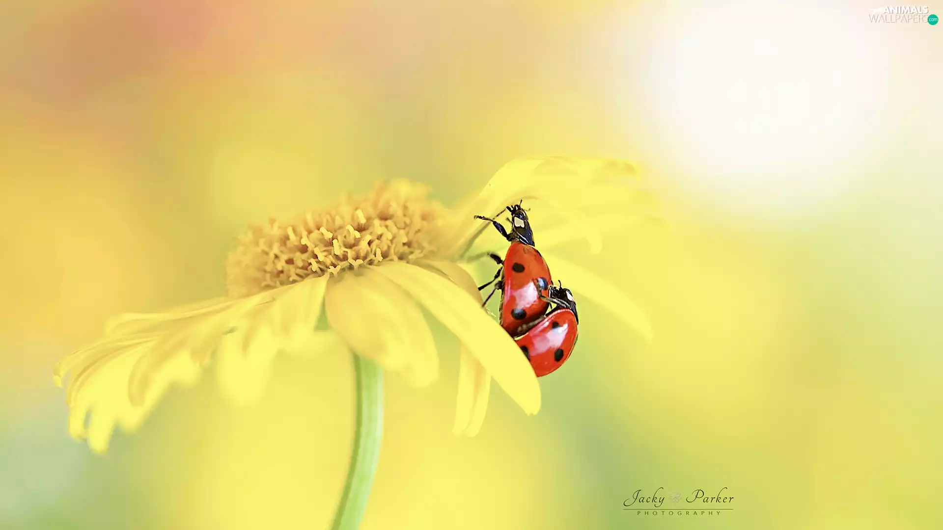 ladybugs, Close, Yellow, Two, Colourfull Flowers