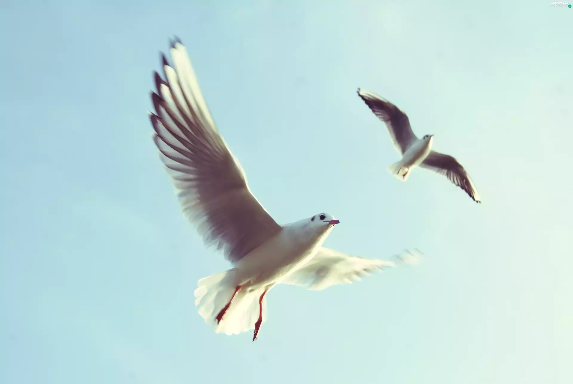flying, gulls, wings, Two