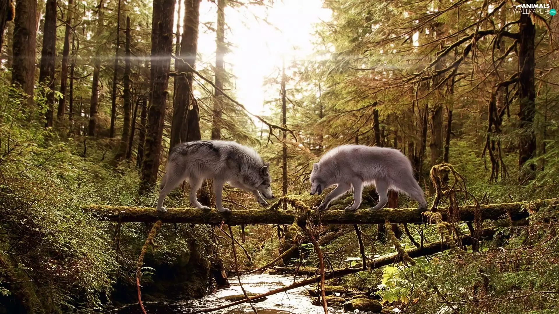 wolves, aggression, River, Two cars, forest