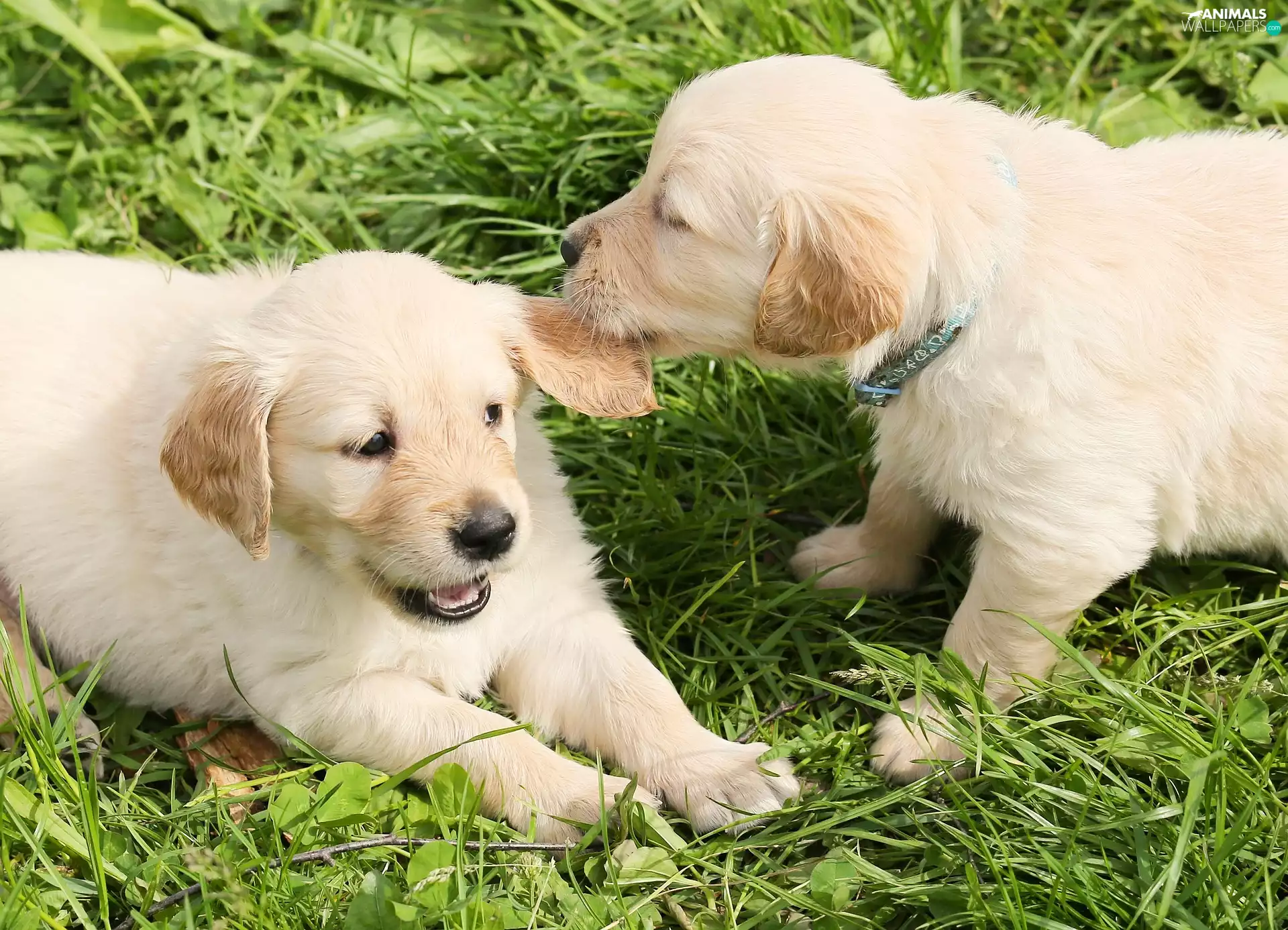 Golden Retriever, grass, Two cars, puppies, Dogs