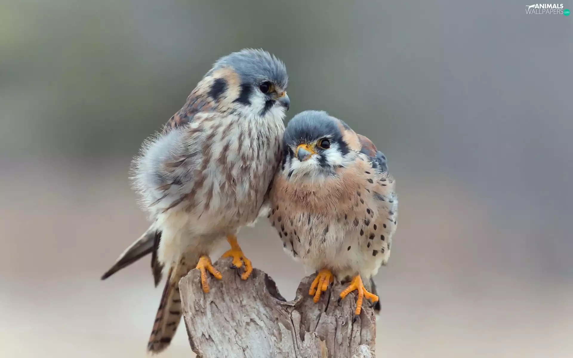 Two, Kestrel