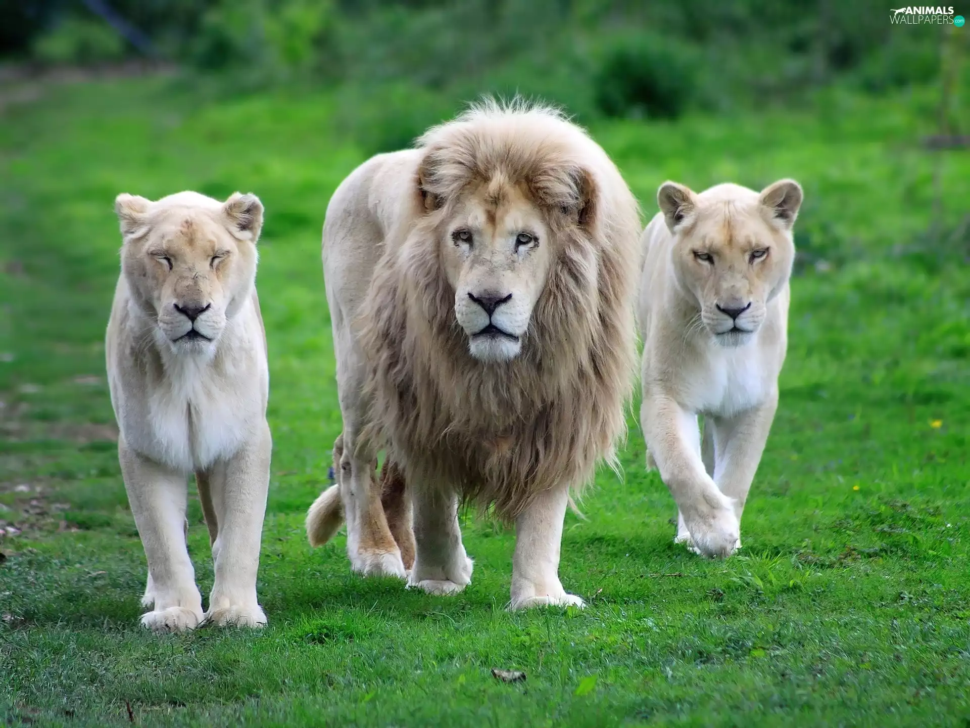 Lion, lionesses, grass, Two
