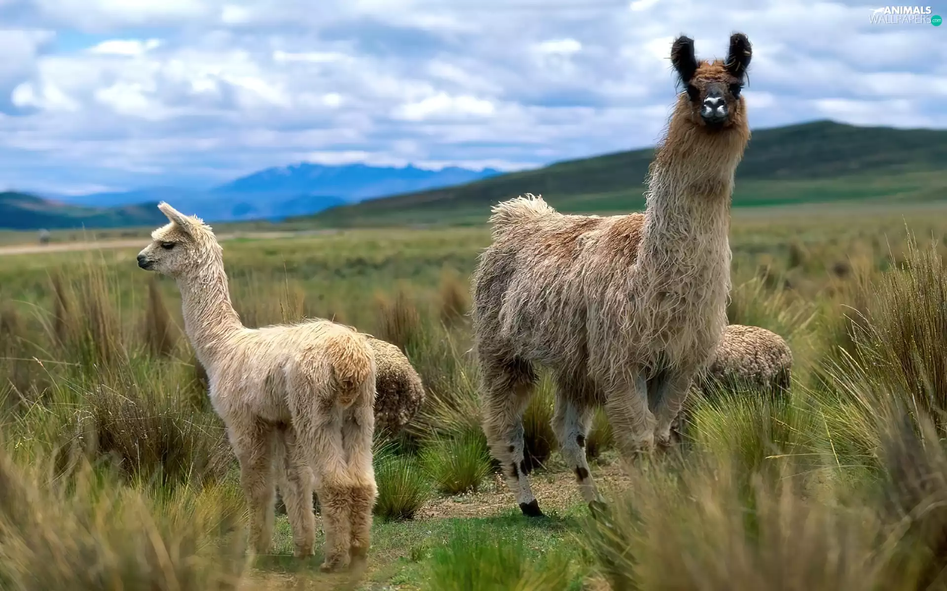 Two, llama