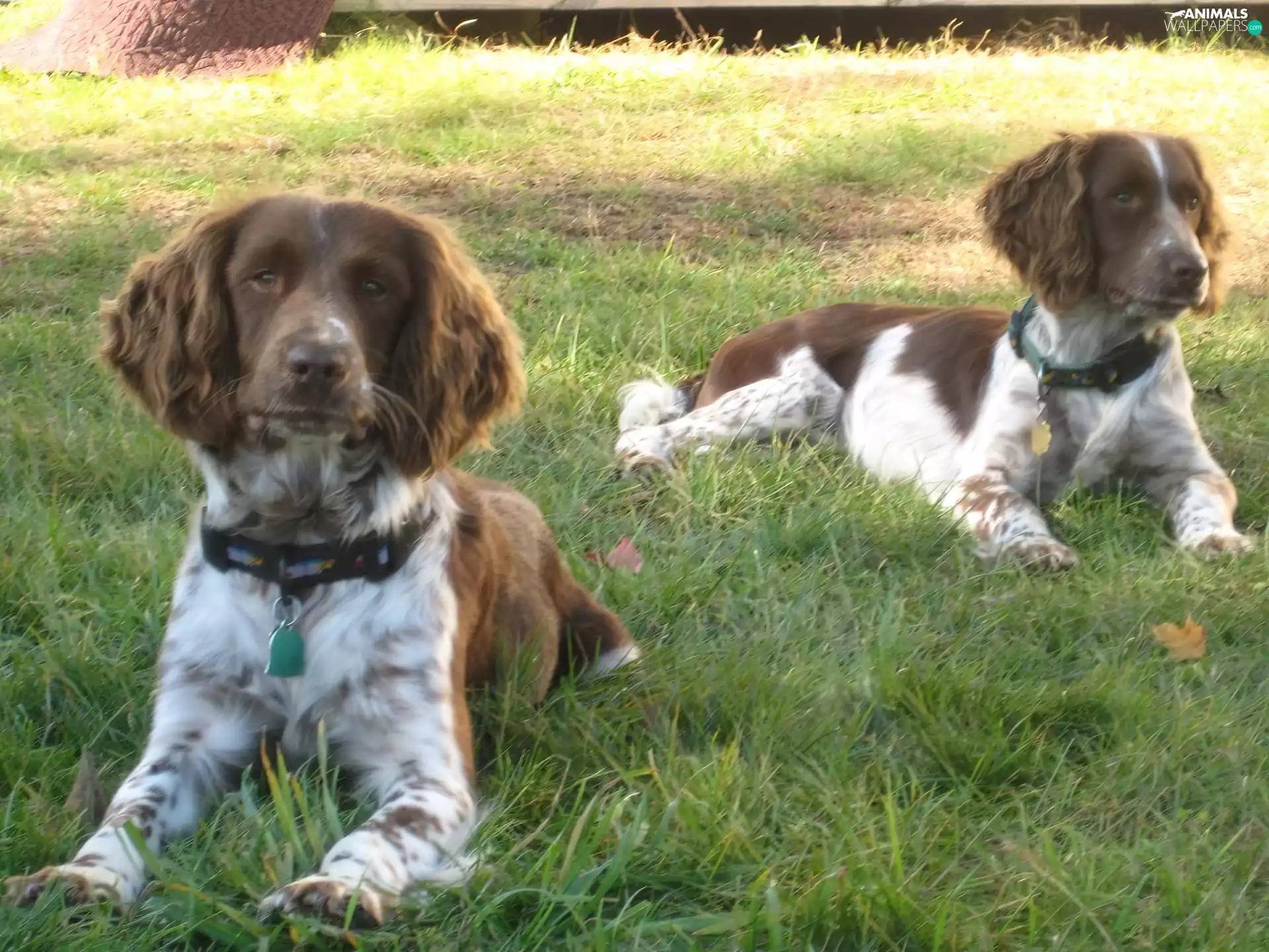 English Springer Spaniel, Two cars, lying