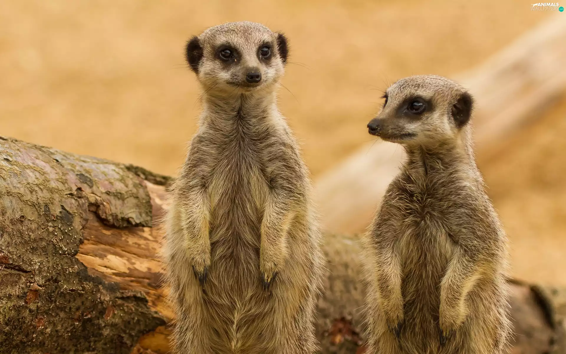 Two, Meerkats