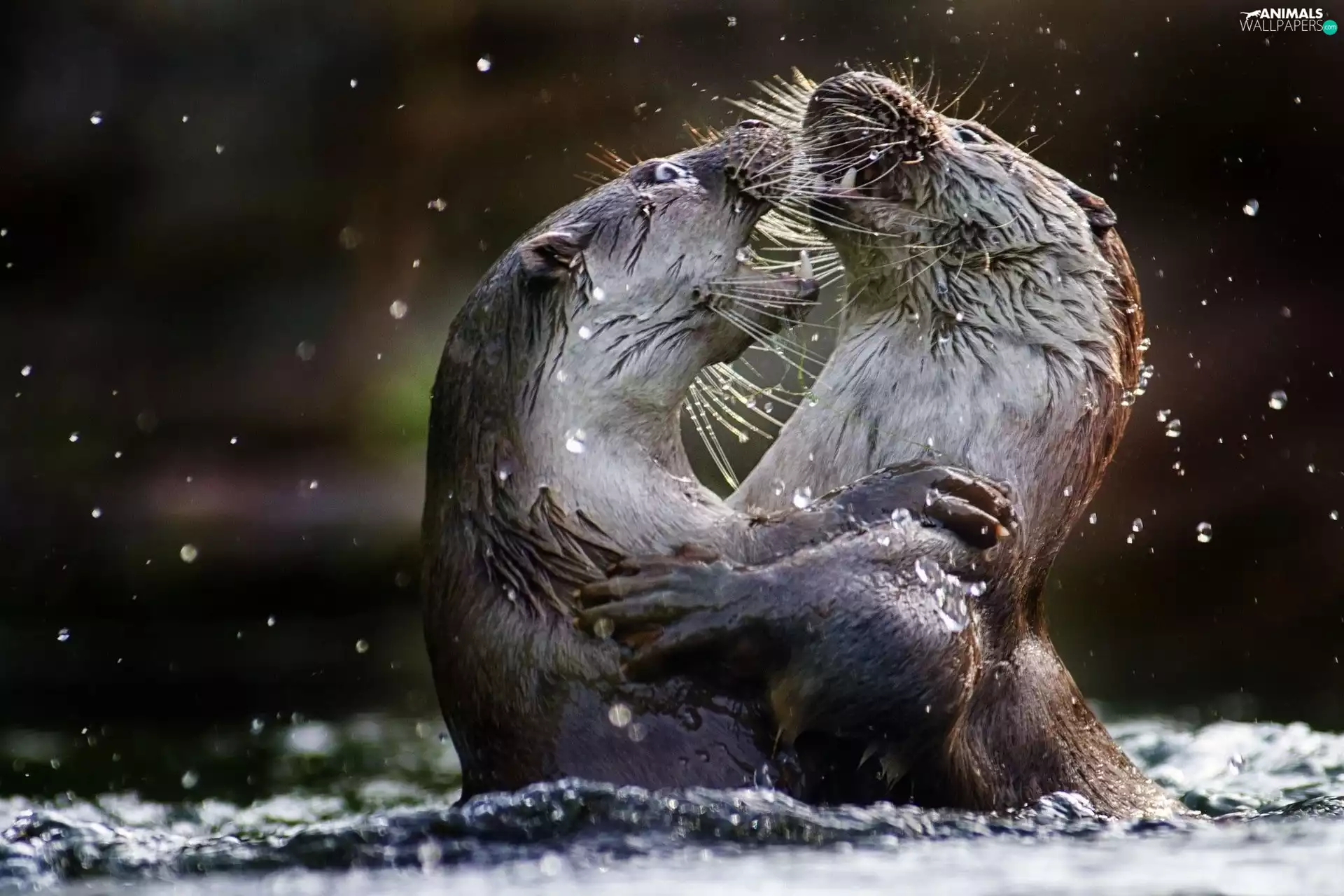 Two, otters