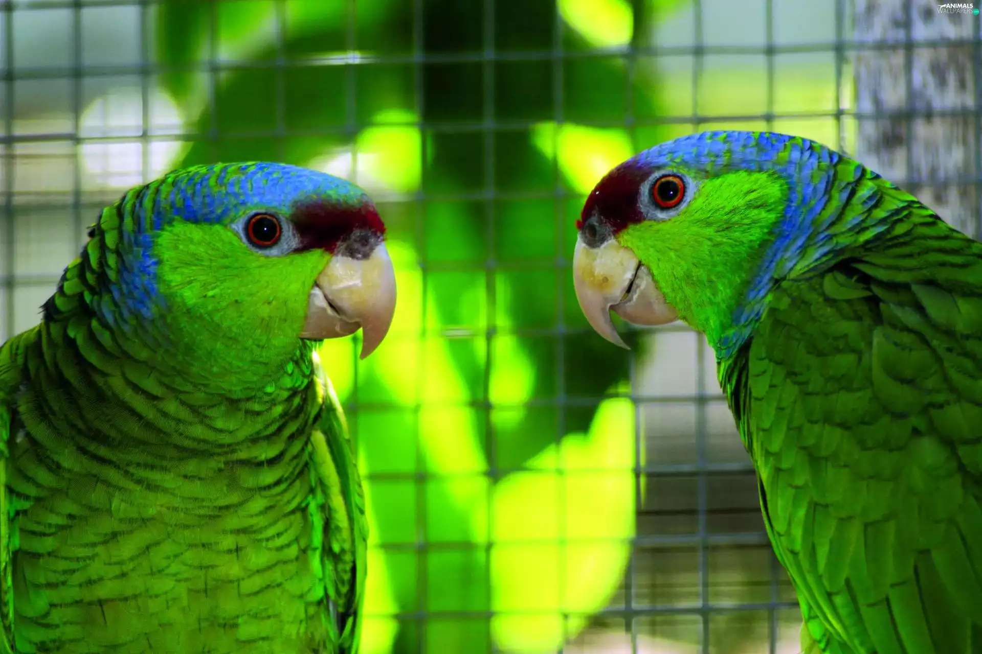 Two, Parrots
