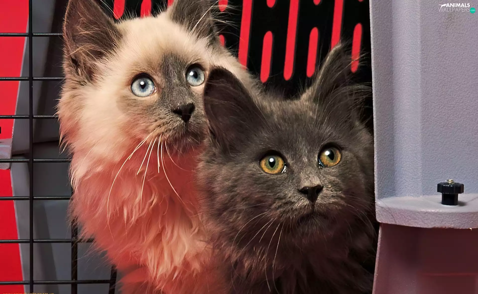 British Long Coat, Two cars, puss