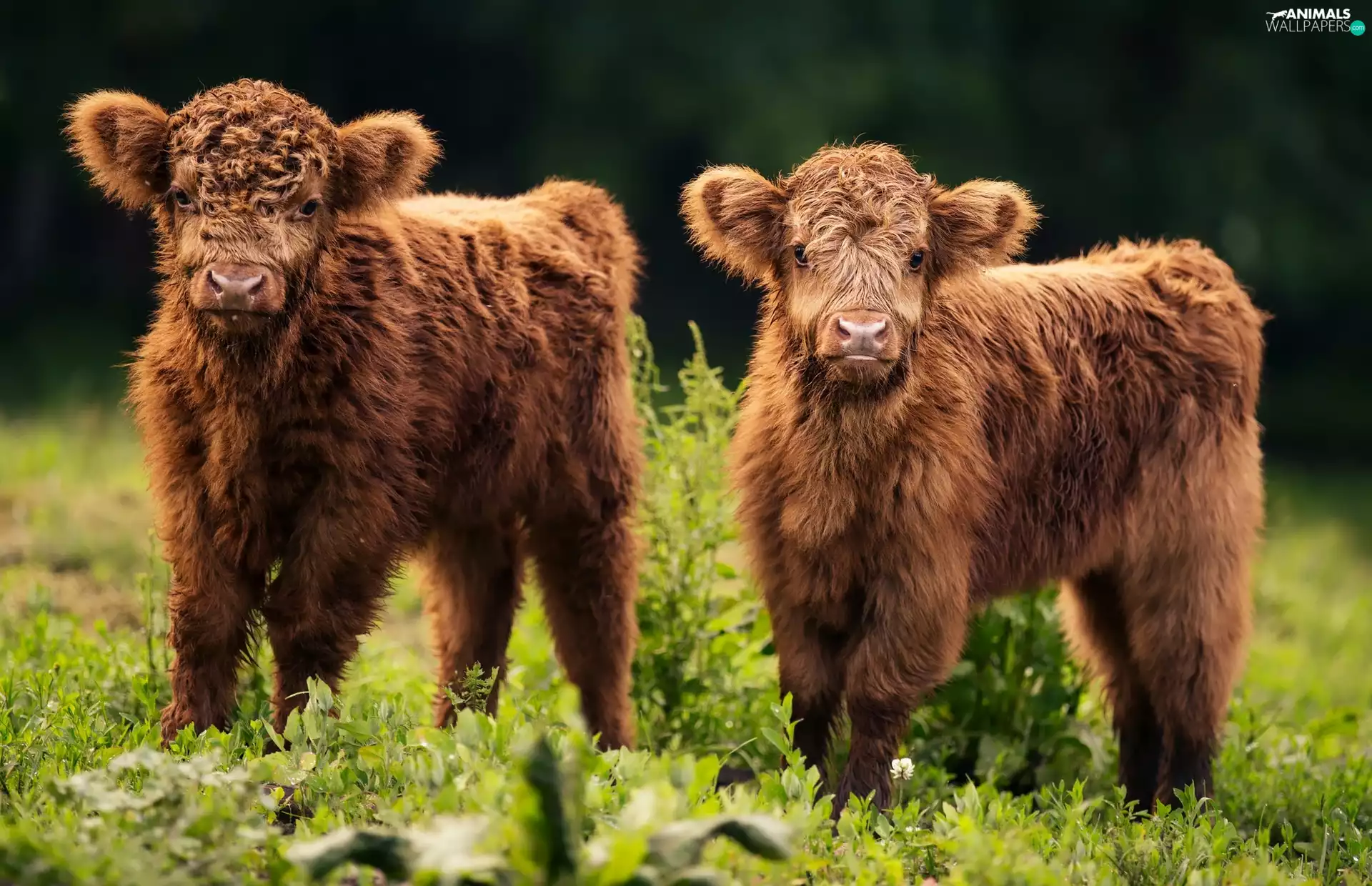 Scottish Highlander Race, Highland Cattle, young, Cows, Two
