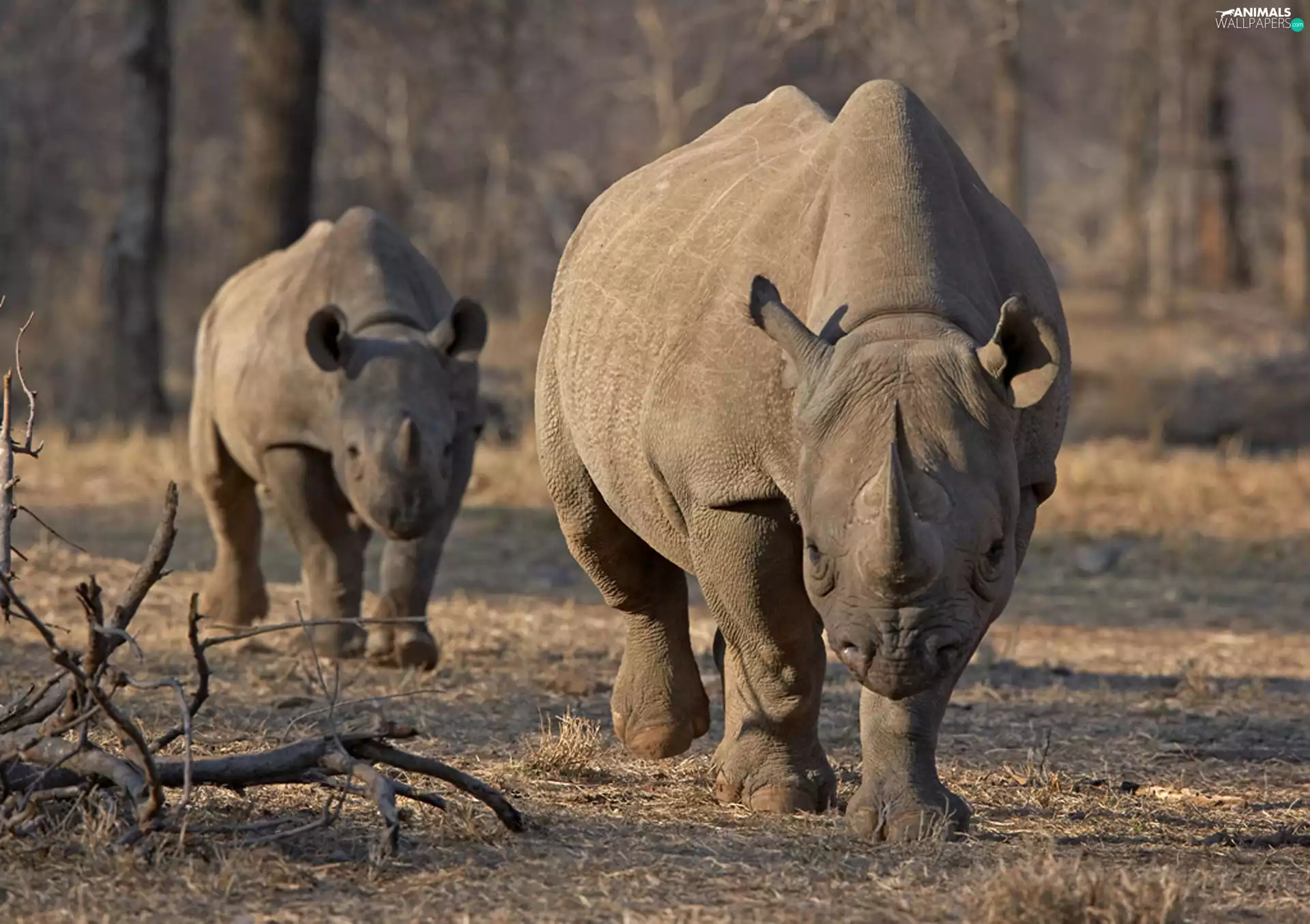 Two cars, Rhinos