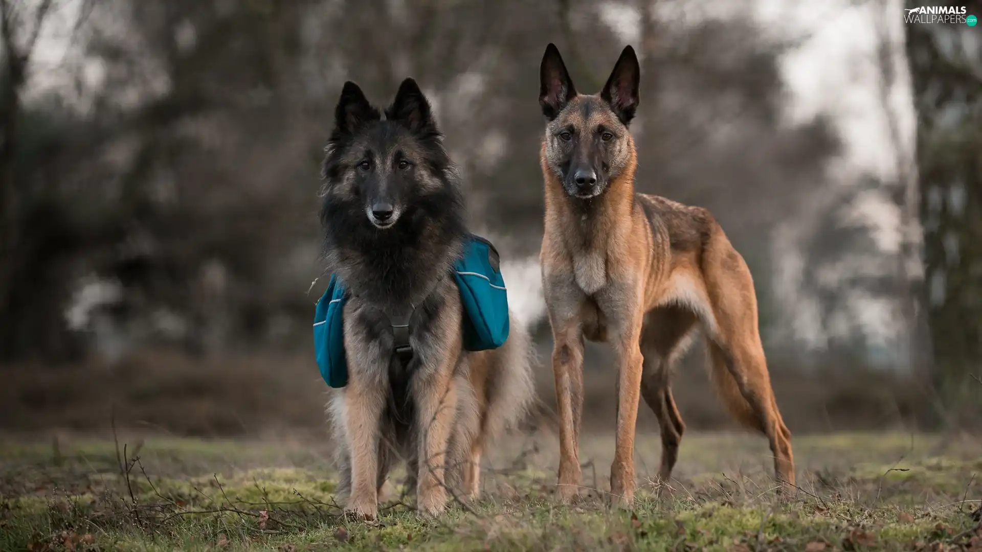 Two cars, Belgian Shepherd Tervuren, Belgian Shepherd Malinois, Dogs