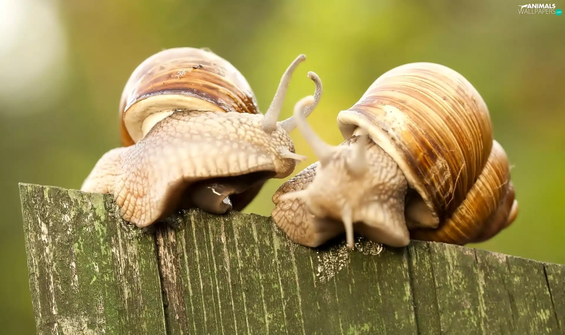 Two cars, Snails