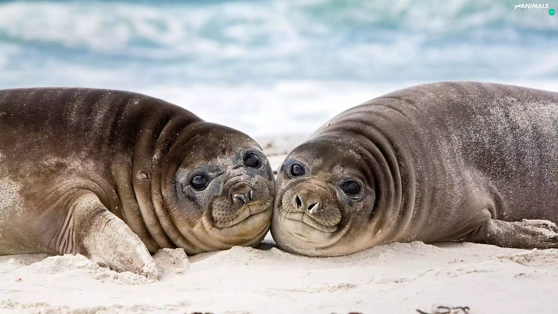 Females, Two, Southern Elephant Seal