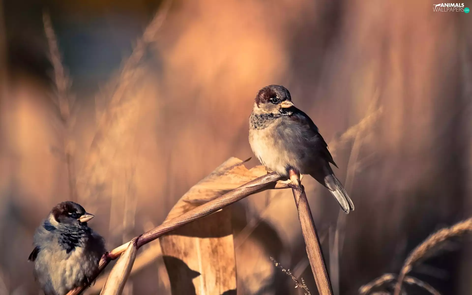 Two cars, sparrows
