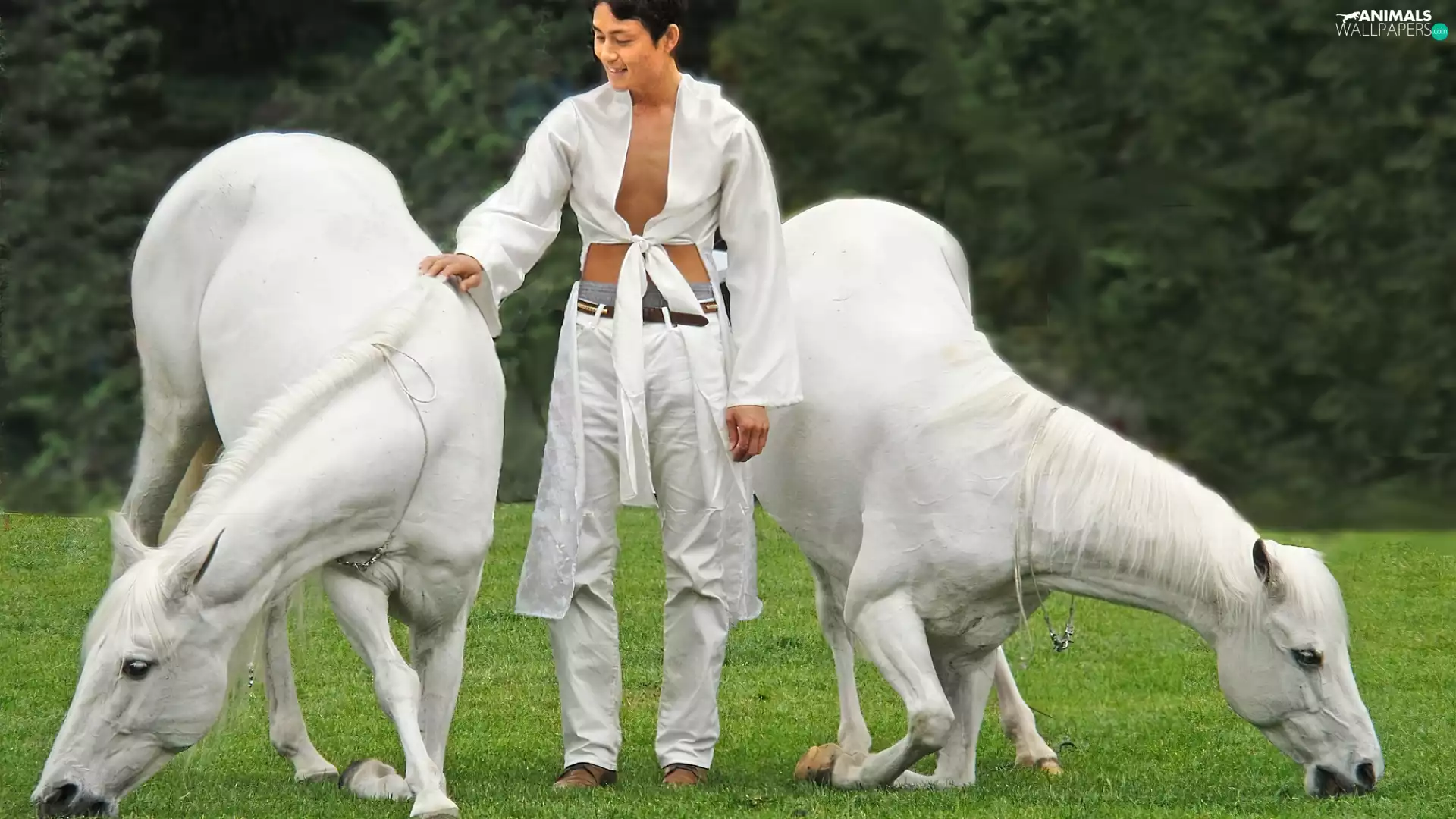 a man, trainer, Two cars, White, bloodstock