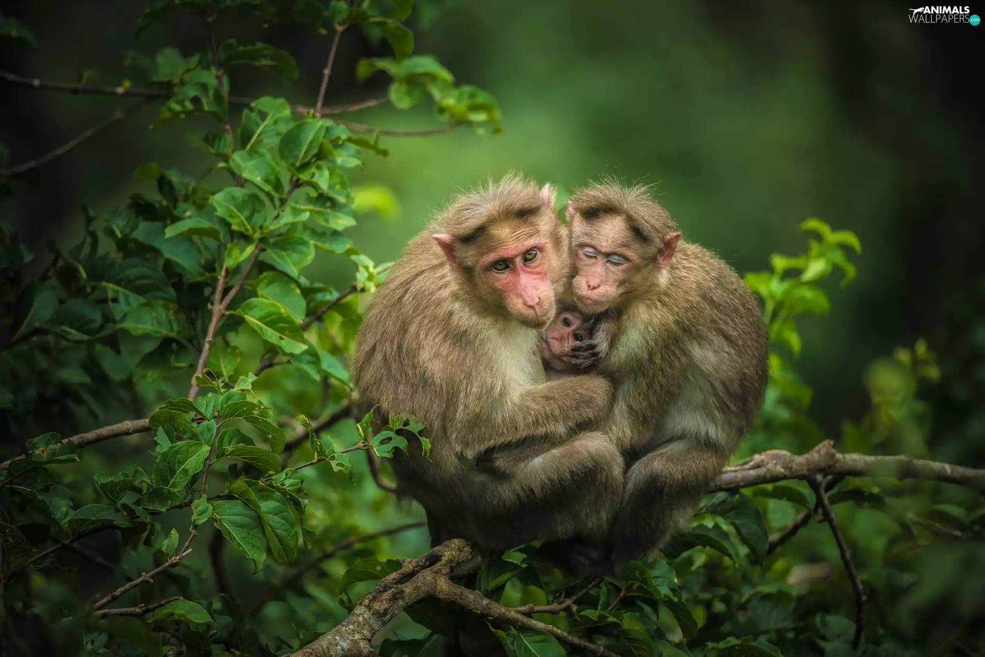 trees, monkey, Offspring, Two