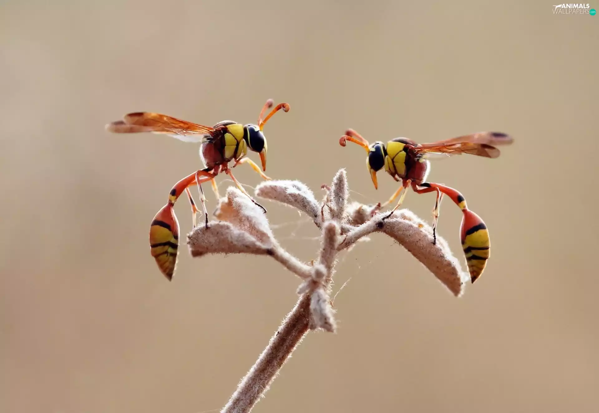 Wasps, The herb, Two