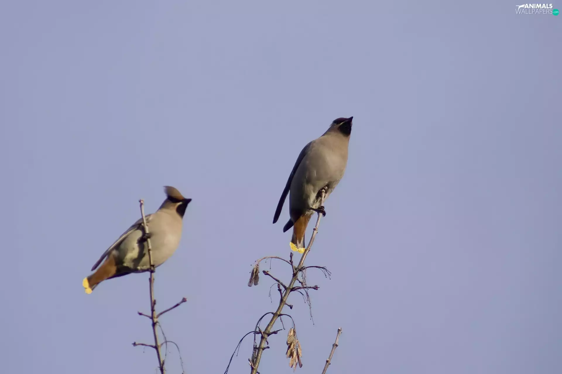 Two, Waxwings