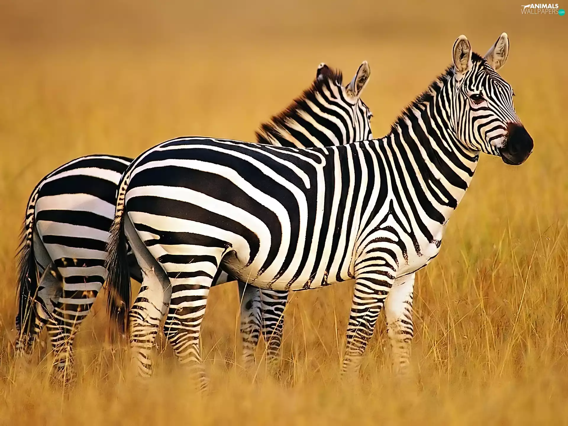 Two, zebra