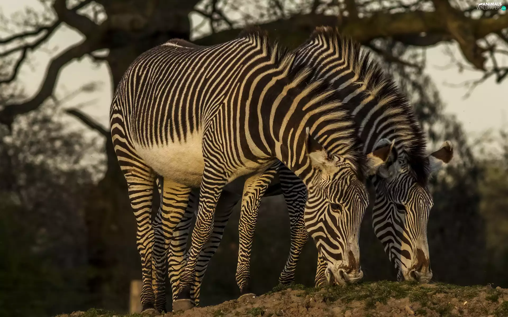 Two, zebra