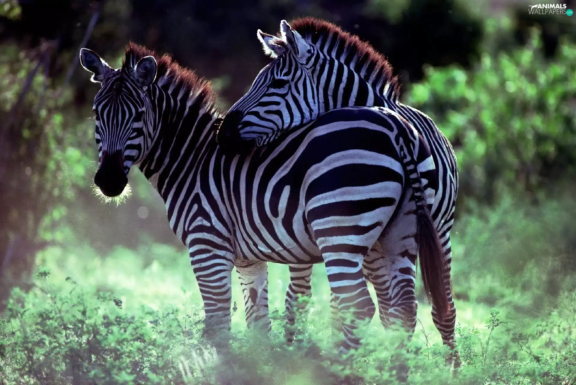 Two, zebra
