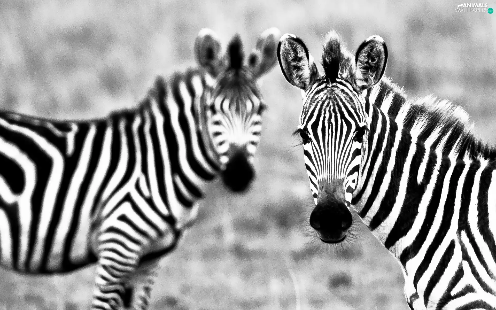 Two, zebra