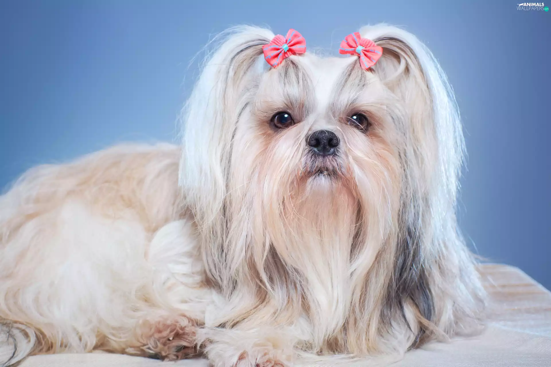 bow, doggy, Shih Tzu