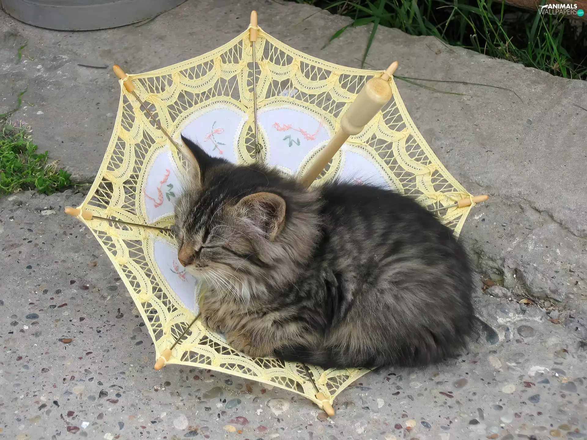 Umbrella, cat