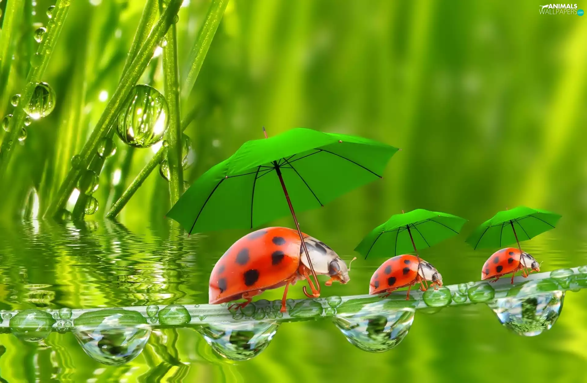 ladybugs, drops, water, umbrellas