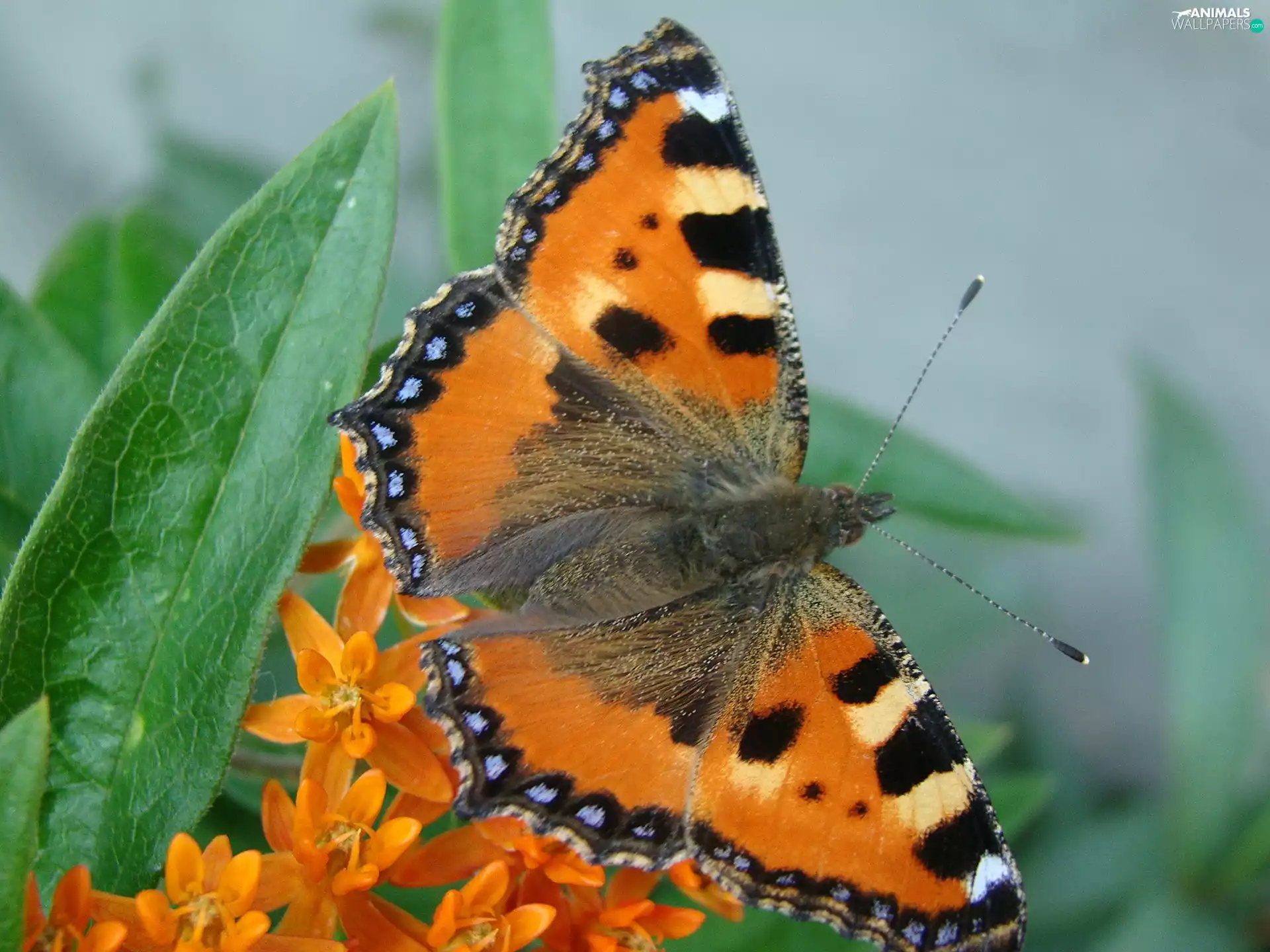 butterfly, tortoiseshell, dust, undine