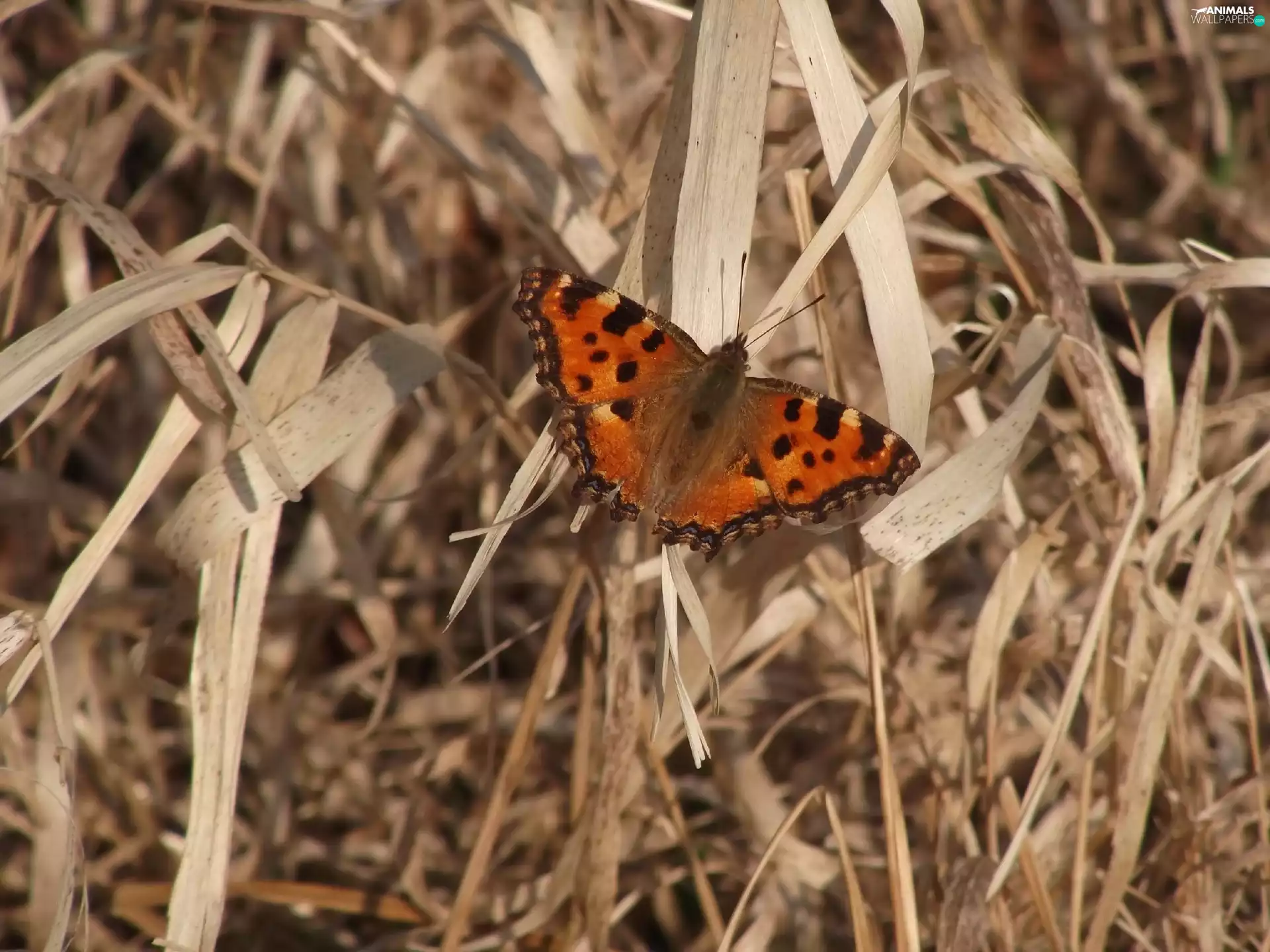 butterfly, dry, grass, undine