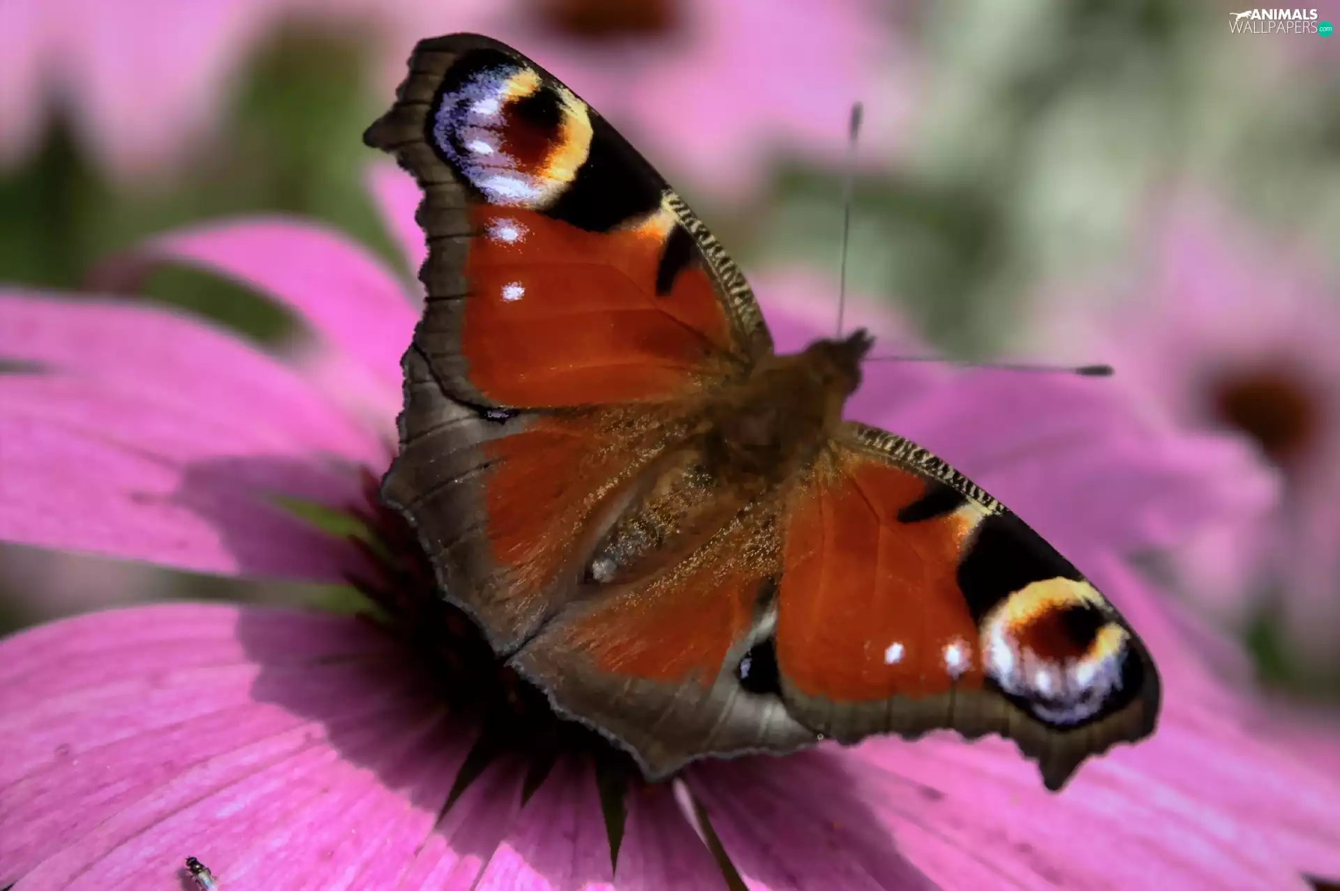 Colourfull Flowers, Pink, undine, io, butterfly