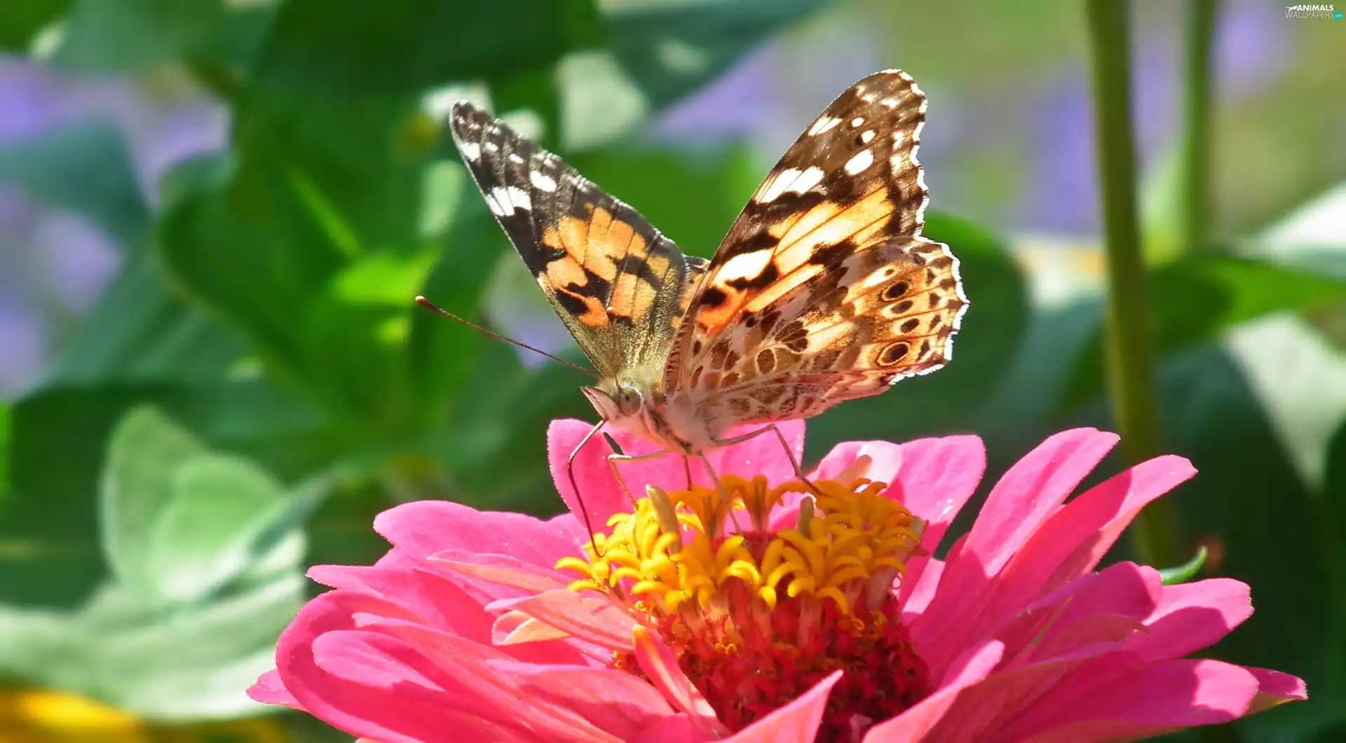 butterfly, Cardui, zinnia, undine