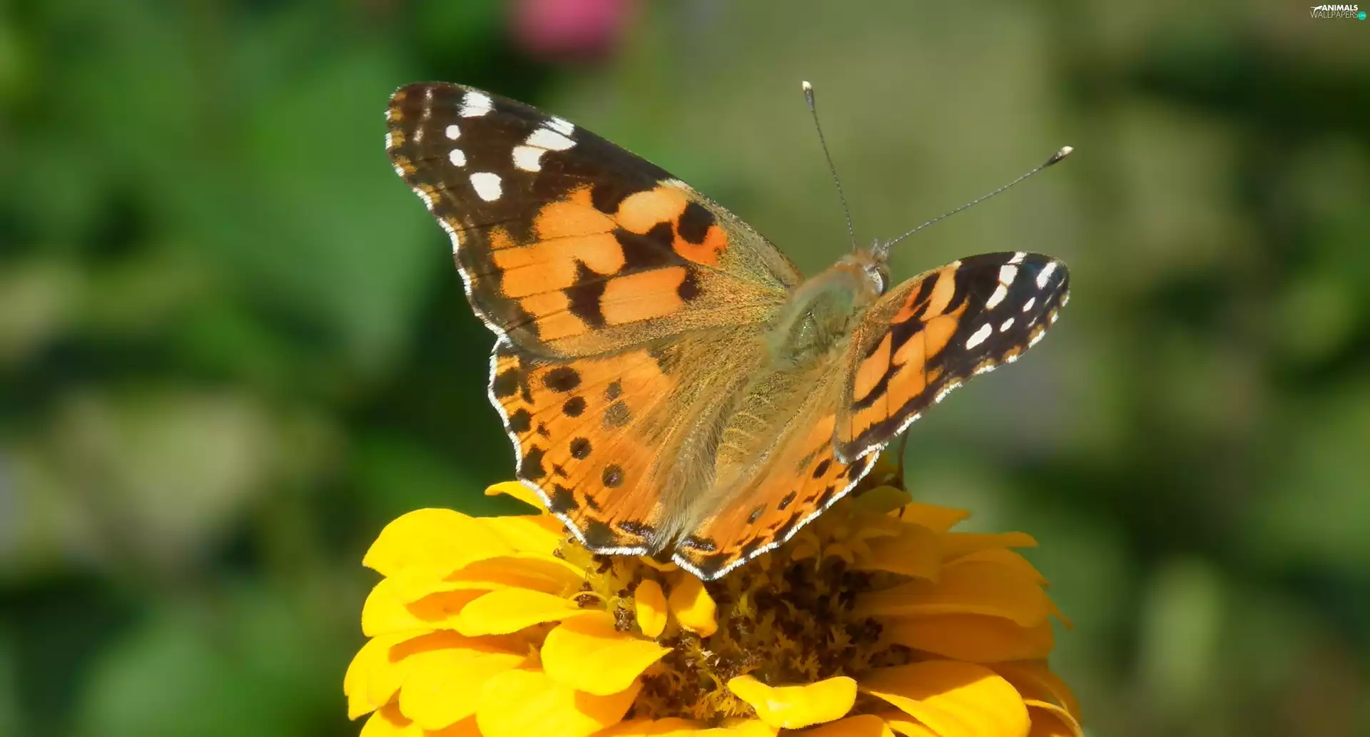 Colourfull Flowers, zinnia, undine, Cardui, butterfly
