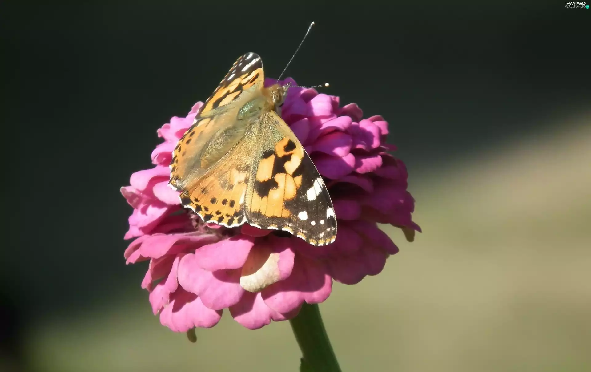 Colourfull Flowers, zinnia, undine, Cardui, butterfly