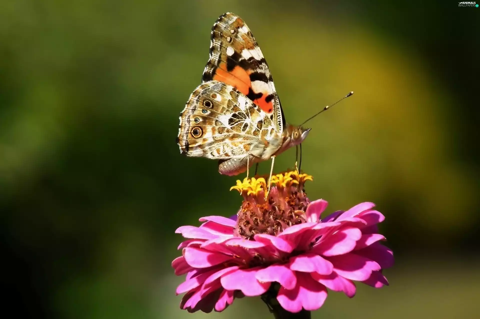 Colourfull Flowers, zinnia, undine, Cardui, butterfly