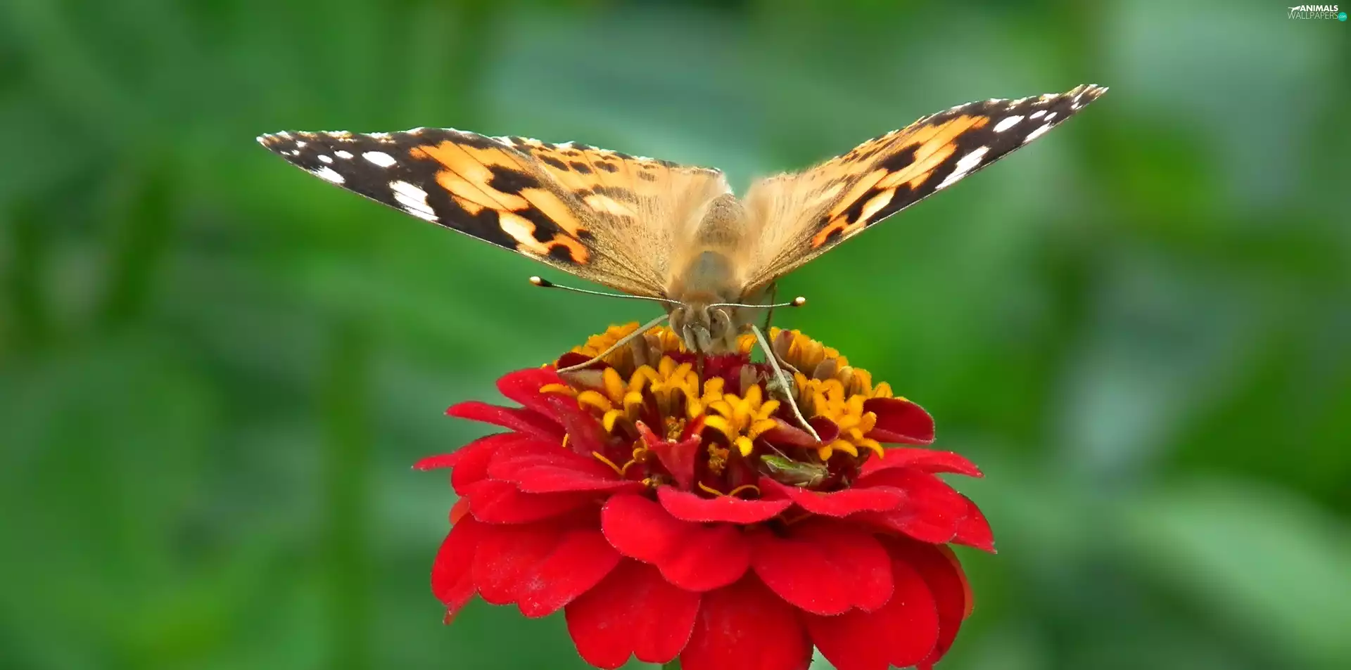 Colourfull Flowers, zinnia, undine, Cardui, butterfly