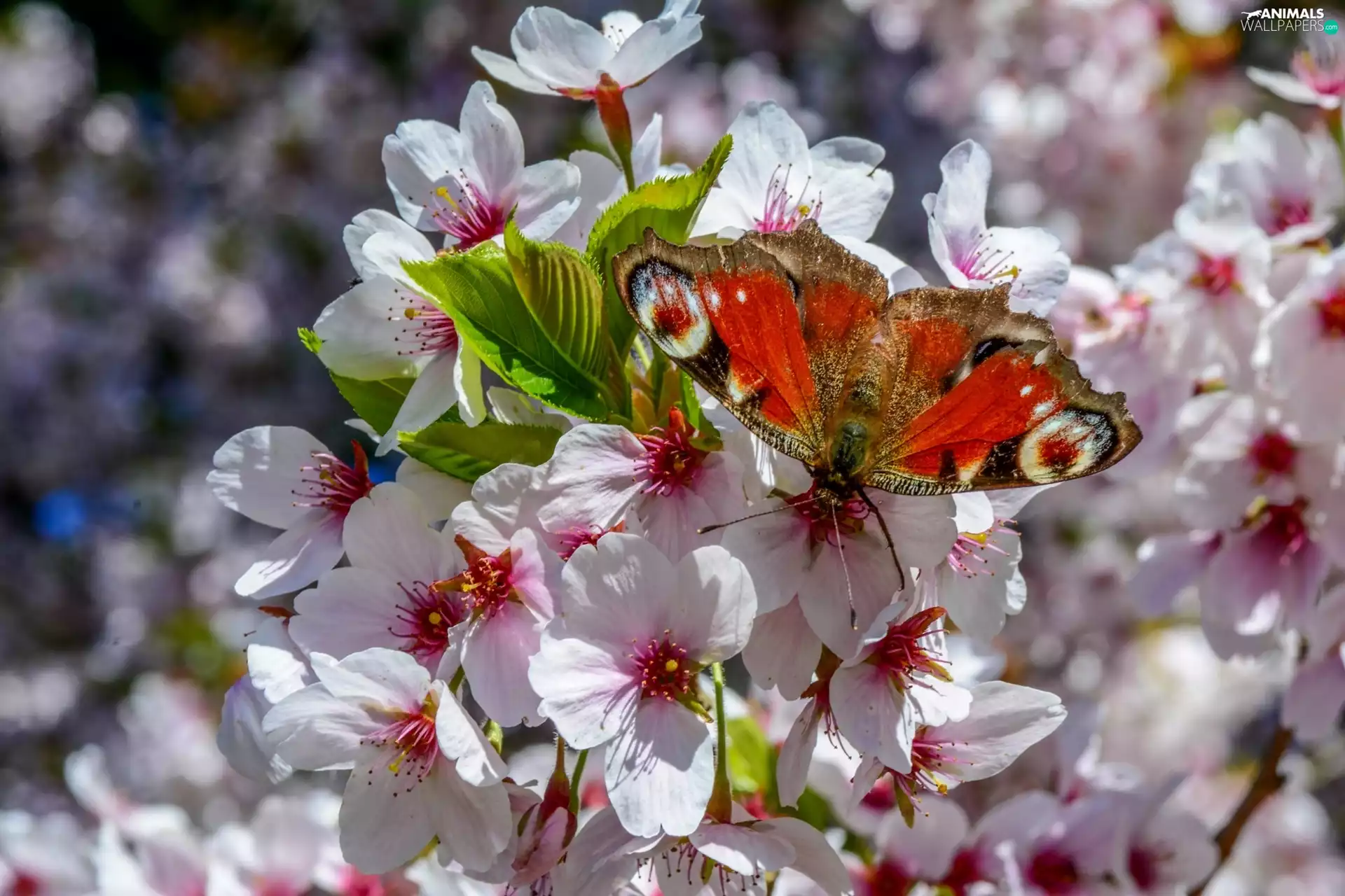 Fruit Tree, Spring, undine, io, butterfly, Flowers