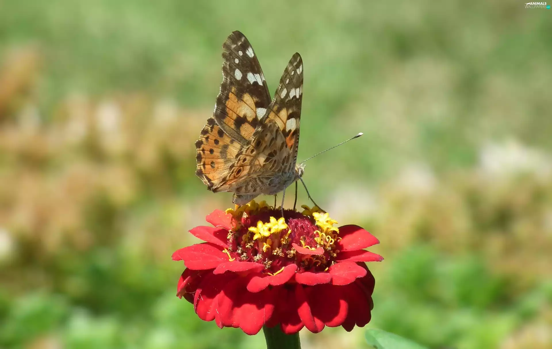 Cardui, butterfly, zinnia, red hot, Colourfull Flowers, undine