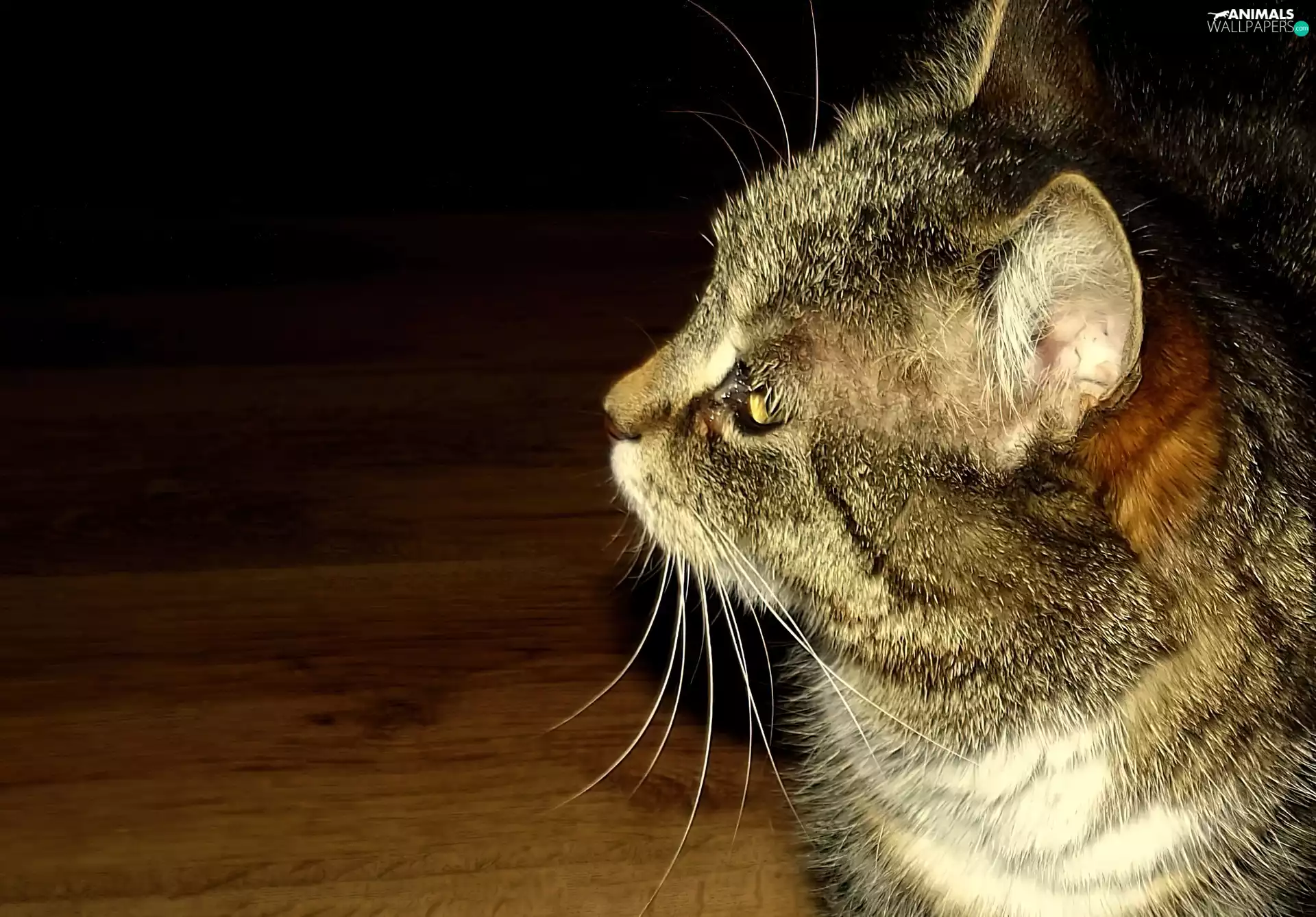 dun, upside-down, head, kitten