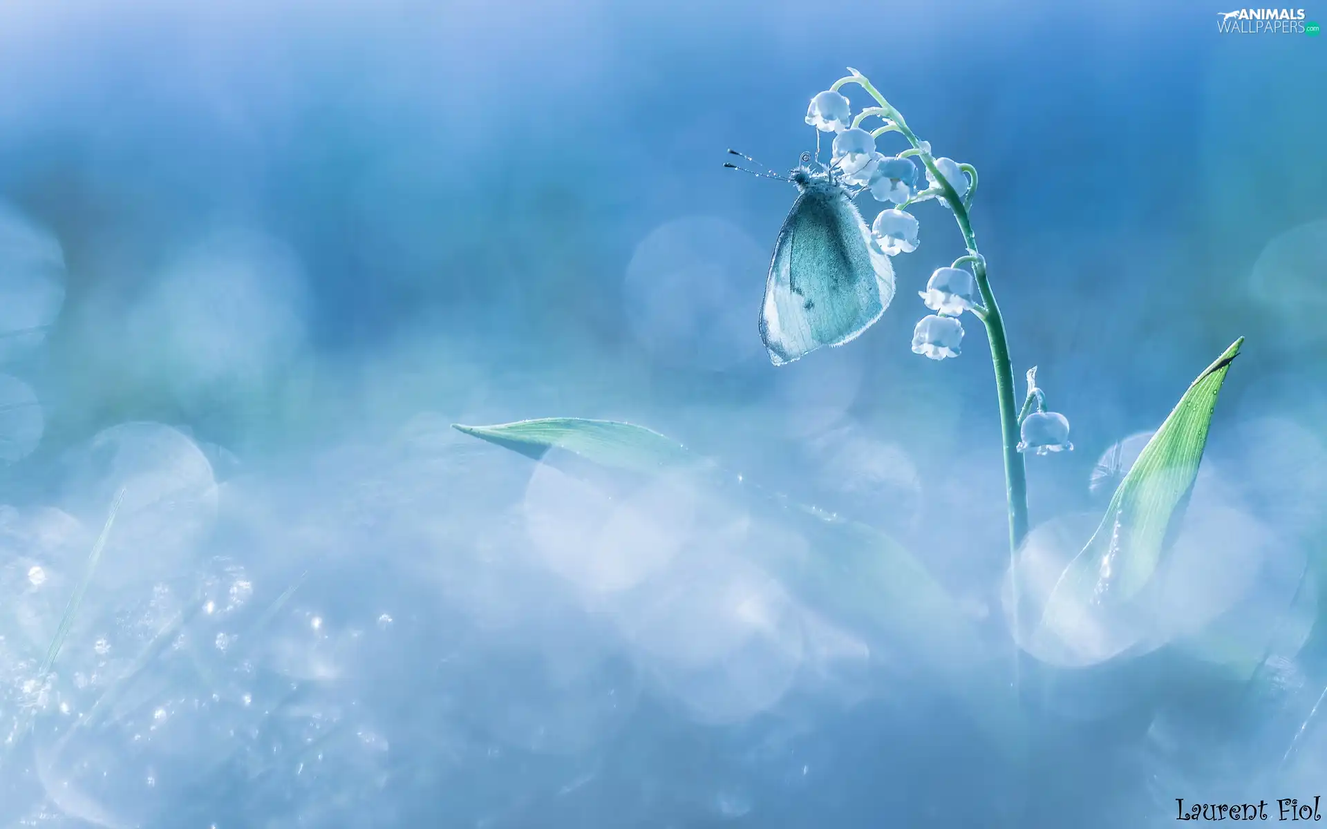 Colourfull Flowers, butterfly, Cabbage, lily of the Valley