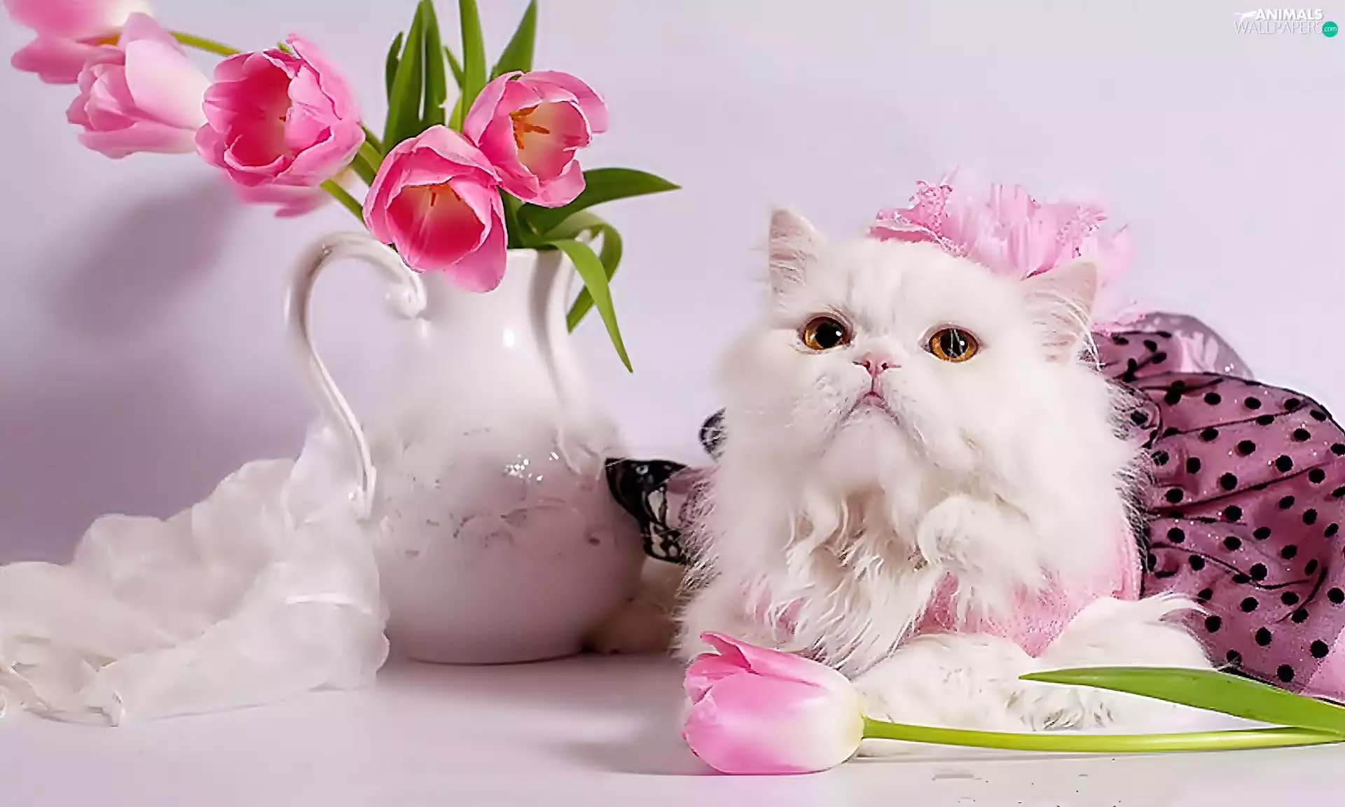 Tulips, Vase, cat, Pink, White